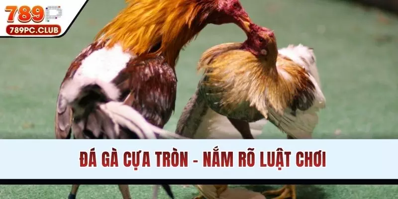 Đá Gà Cựa Tròn - Nắm Rõ Luật Và Bí Quyết Thắng Cược Tại 789P